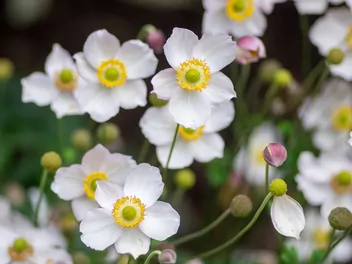 Ilustracja rośliny zawilec chiński