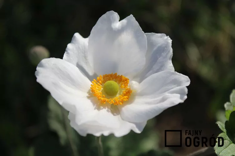 Zawilec hupecheński