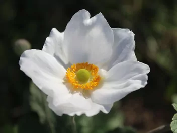 Zawilec chiński - zdjęcie 2