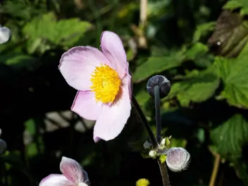 Zawilec chiński - zdjęcie 3