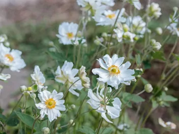 Zawilec chiński - zdjęcie 4