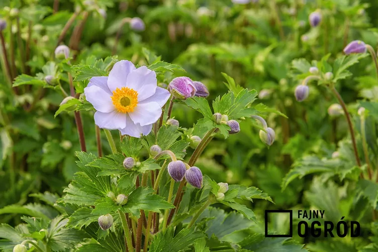 Zawilec chiński - zdjęcie 5