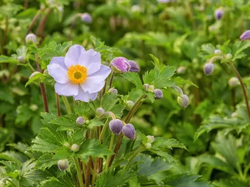 Zawilec chiński - zdjęcie 5