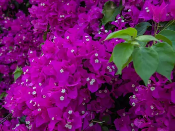 Bugenwilla gładka - zdjęcie 2