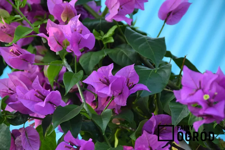 Bugenwilla gładka