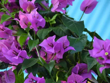 Bugenwilla gładka - zdjęcie 3