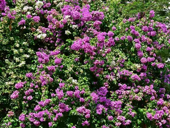 Bugenwilla gładka - zdjęcie 4