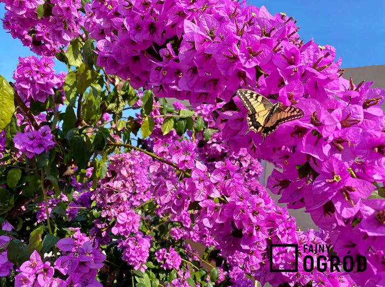 Bugenwilla gładka - zdjęcie 5