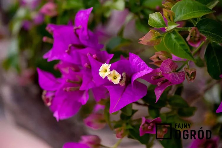 Bugenwilla gładka