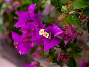 Ilustracja rośliny bugenwilla gładka