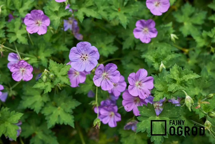 Bodziszek himalajski