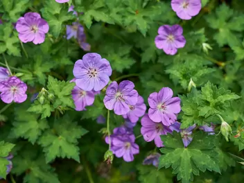 Bodziszek himalajski - zdjęcie 2