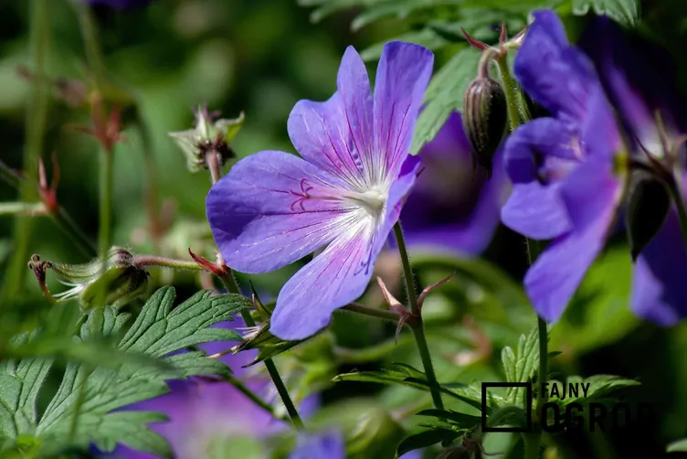 Bodziszek himalajski