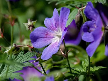 Bodziszek himalajski - zdjęcie 3