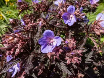 Bodziszek himalajski - zdjęcie 4