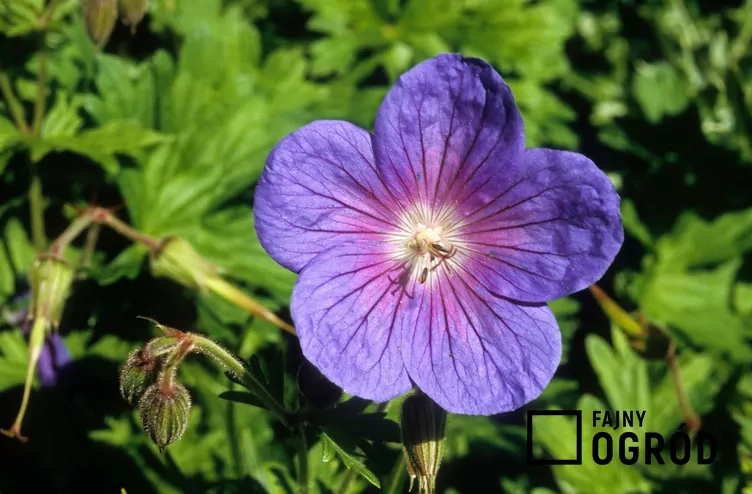 Bodziszek himalajski - zdjęcie 5