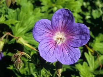 Bodziszek himalajski - zdjęcie 5