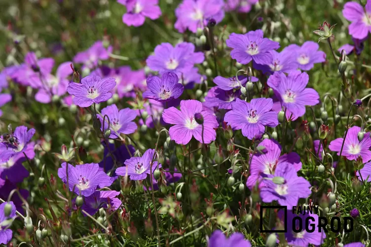 Bodziszek himalajski