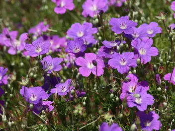 Ilustracja rośliny bodziszek himalajski