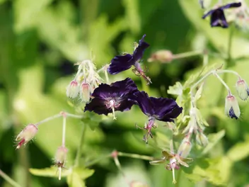 Bodziszek żałobny - zdjęcie 3