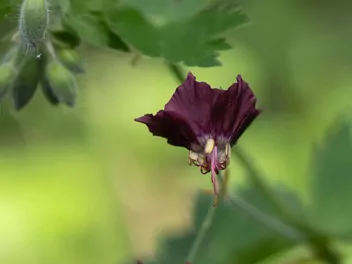 Bodziszek żałobny - zdjęcie 4