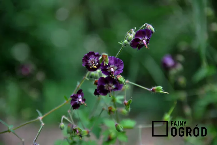 Bodziszek żałobny - zdjęcie 5