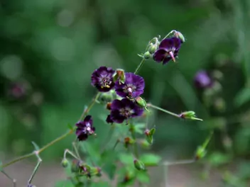 Bodziszek żałobny - zdjęcie 5