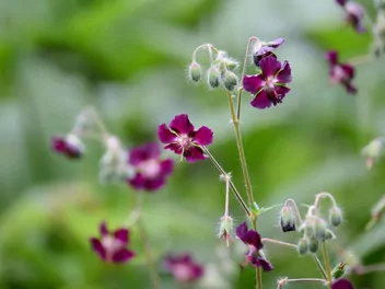Ilustracja rośliny bodziszek żałobny