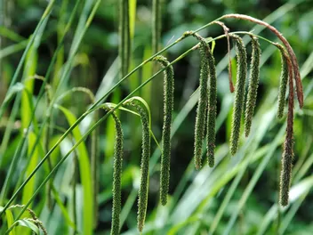 Ilustracja rośliny turzyca zwisła