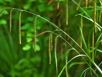 Turzyca zwisła - zdjęcie 2