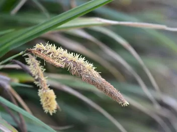 Turzyca zwisła - zdjęcie 3