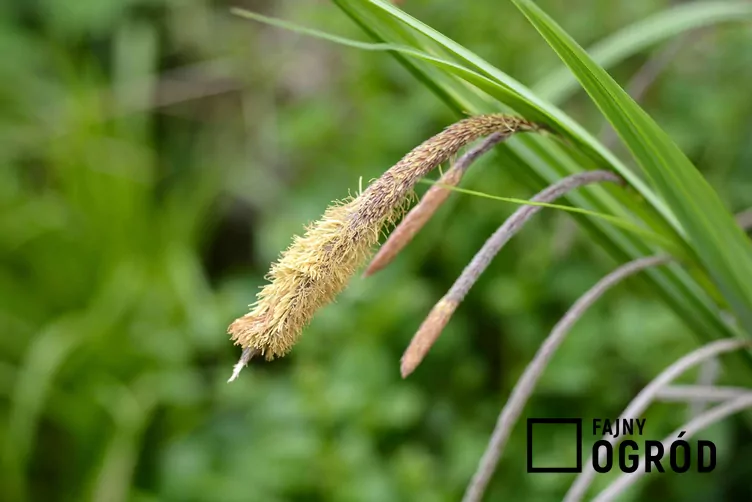 Turzyca zwisła - zdjęcie 5