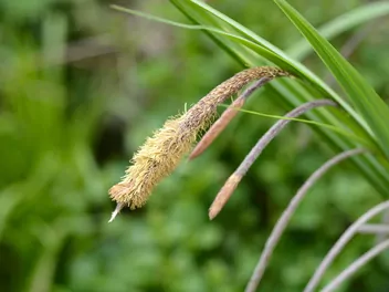 Turzyca zwisła - zdjęcie 5