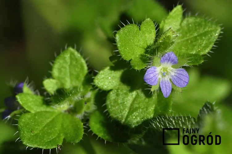 Przetacznik bluszczykowy