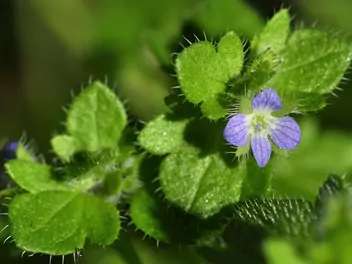 Ilustracja rośliny przetacznik bluszczykowy