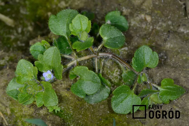 Przetacznik bluszczykowy