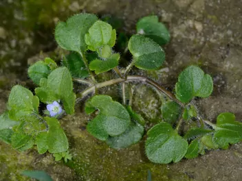 Przetacznik bluszczykowy - zdjęcie 2