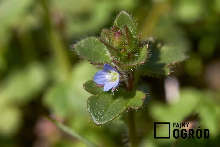 Przetacznik bluszczykowy