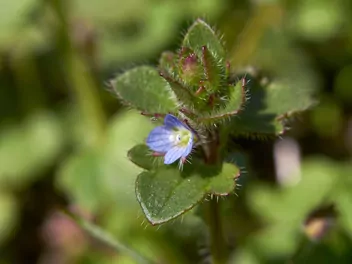 Przetacznik bluszczykowy - zdjęcie 3