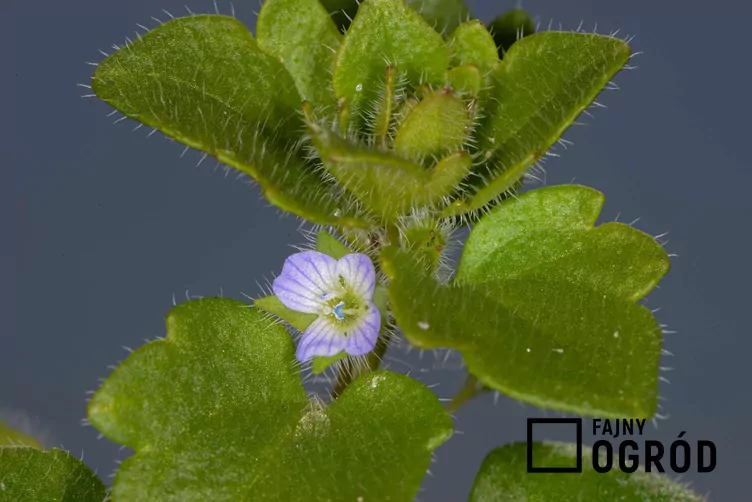 Przetacznik bluszczykowy