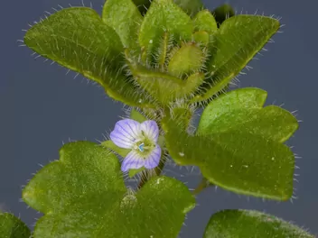 Przetacznik bluszczykowy - zdjęcie 4