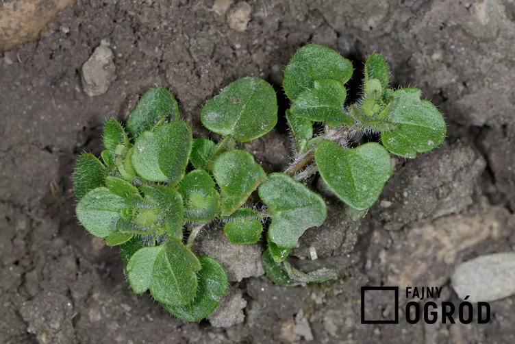 Przetacznik bluszczykowy - zdjęcie 5