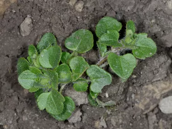 Przetacznik bluszczykowy - zdjęcie 5