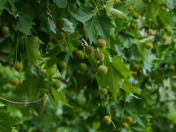 Ilustracja rośliny platan zachodni