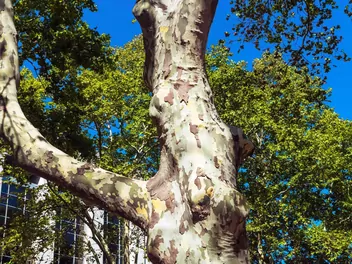 Platan zachodni - zdjęcie 2