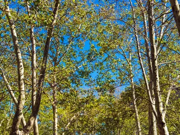 Platan zachodni - zdjęcie 3