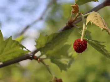 Platan zachodni - zdjęcie 4