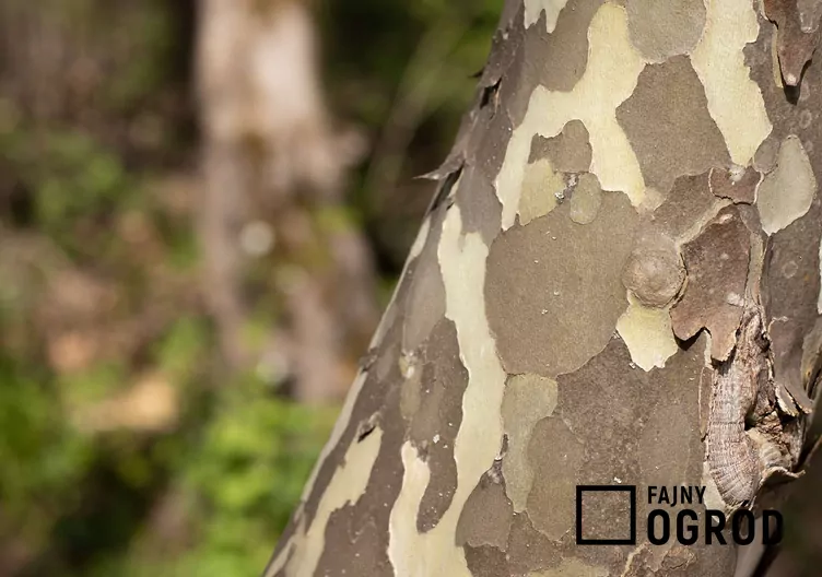 Platan zachodni - zdjęcie 5