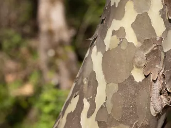 Platan zachodni - zdjęcie 5