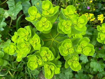 Zdjęcie ilustrujące wilczomlecz obrotny